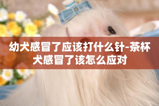 幼犬感冒了应该打什么针-茶杯犬感冒了该怎么应对